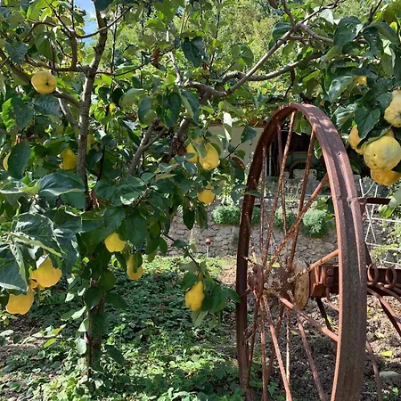 לינה וארוחת בוקר Tra Fiori E Antichita