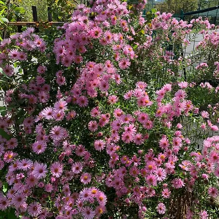 Tra Fiori E Antichita *