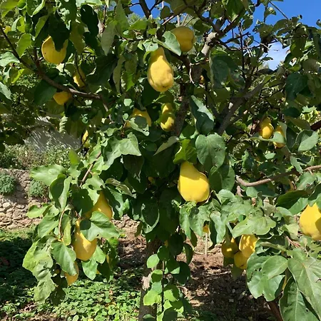 Tra Fiori E Antichita Cerchiara