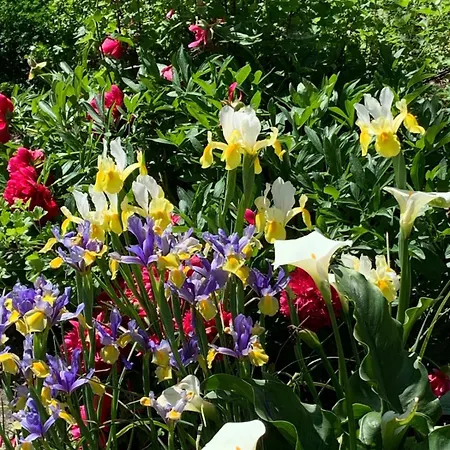 לינה וארוחת בוקר Tra Fiori E Antichita *