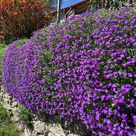 Tra Fiori E Antichita לינה וארוחת בוקר